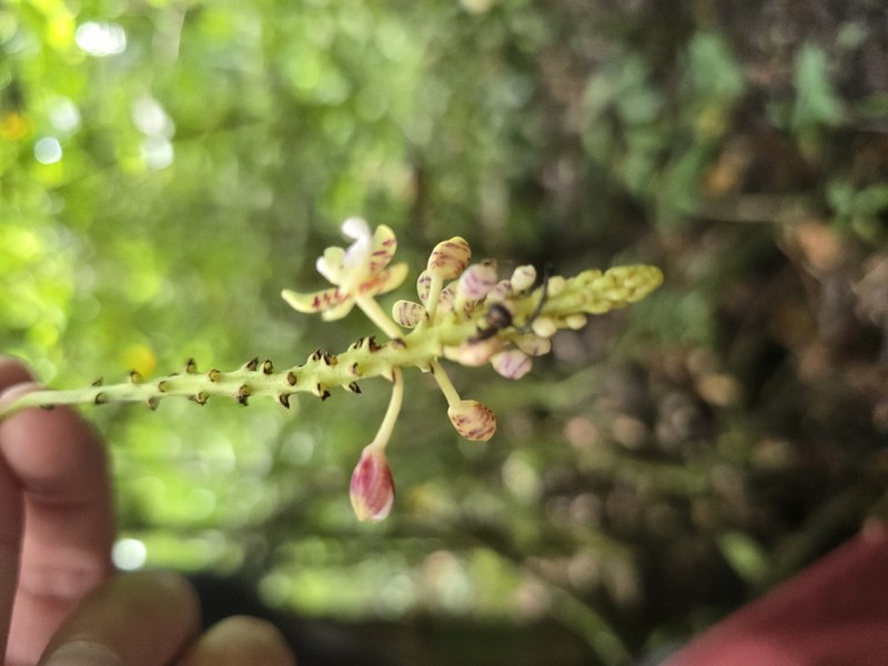 Brachypeza indusiata photo 8