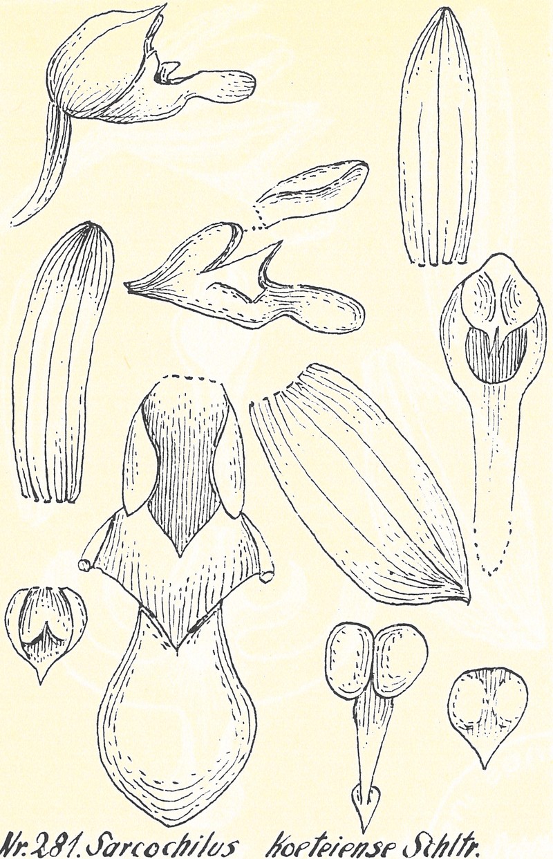 Brachypeza koeteiensis