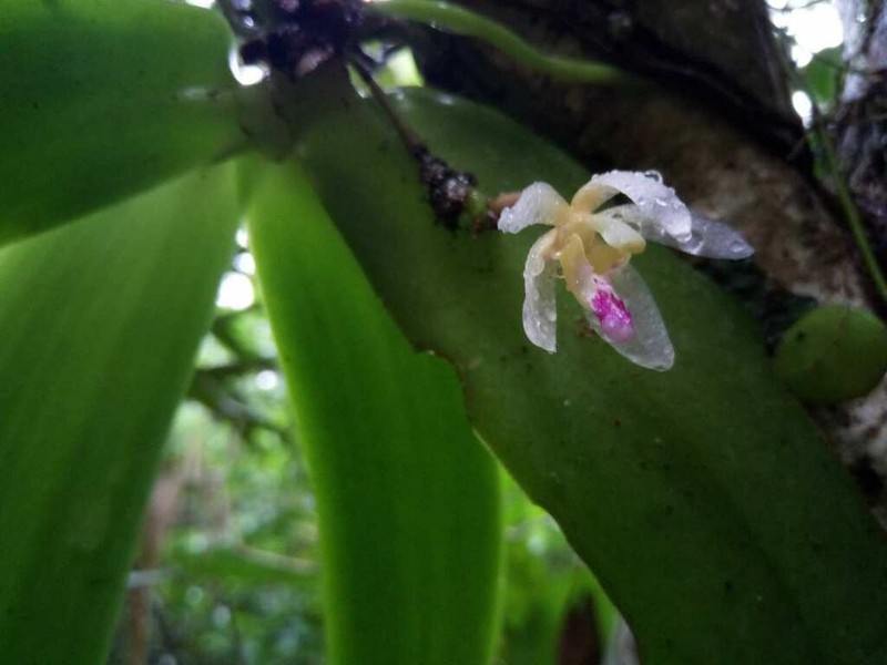 Brachypeza laotica photo 2
