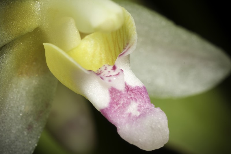 Brachypeza laotica
