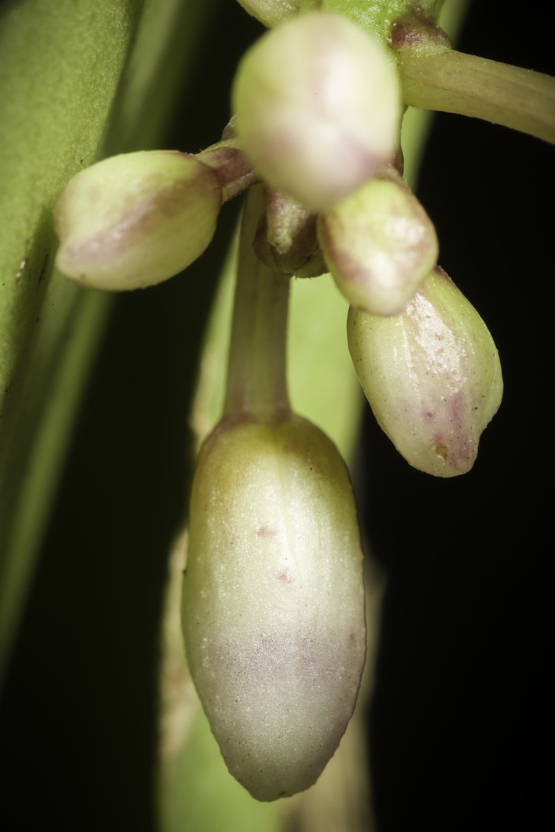 Brachypeza laotica photo 3