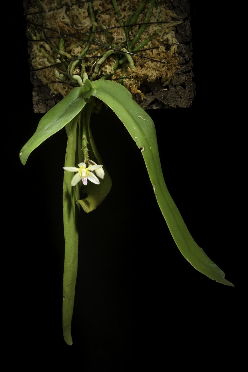 Brachypeza laotica photo 4