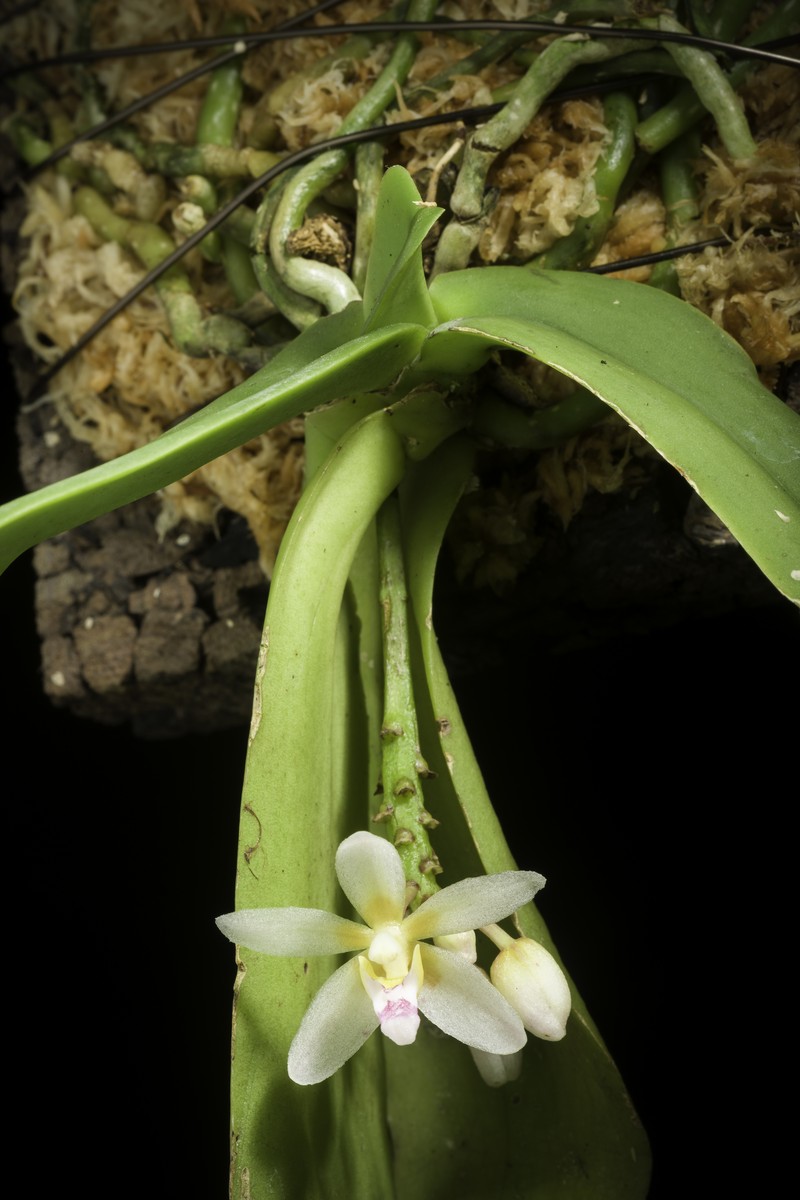 Brachypeza laotica photo 5
