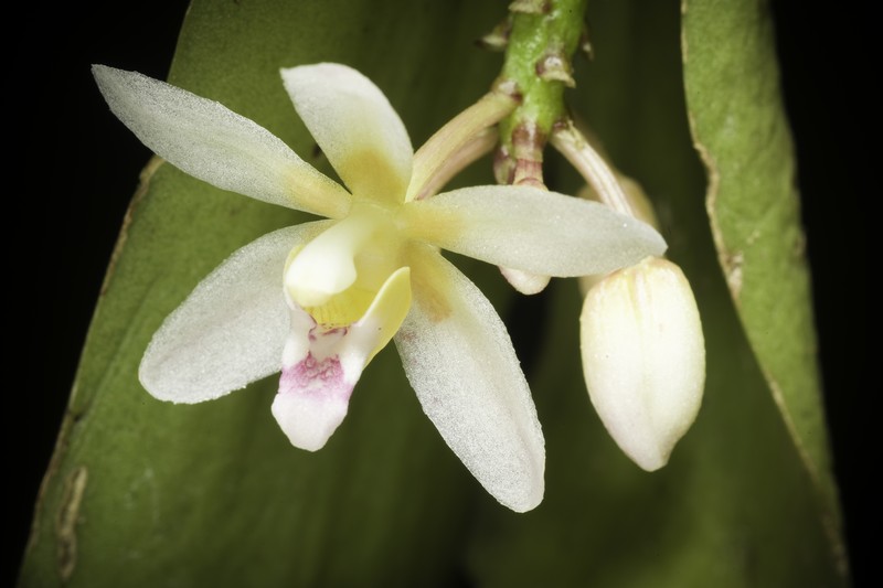 Brachypeza laotica photo 6