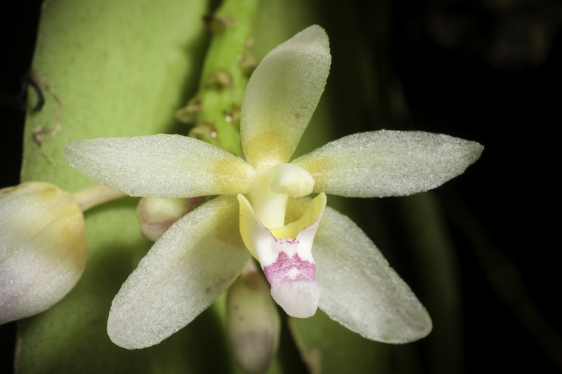 Brachypeza laotica photo 7