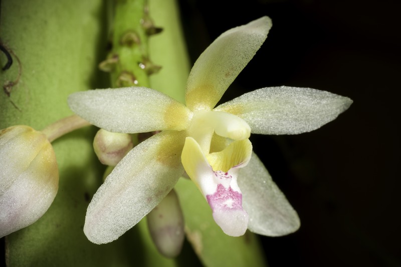 Brachypeza laotica photo 8