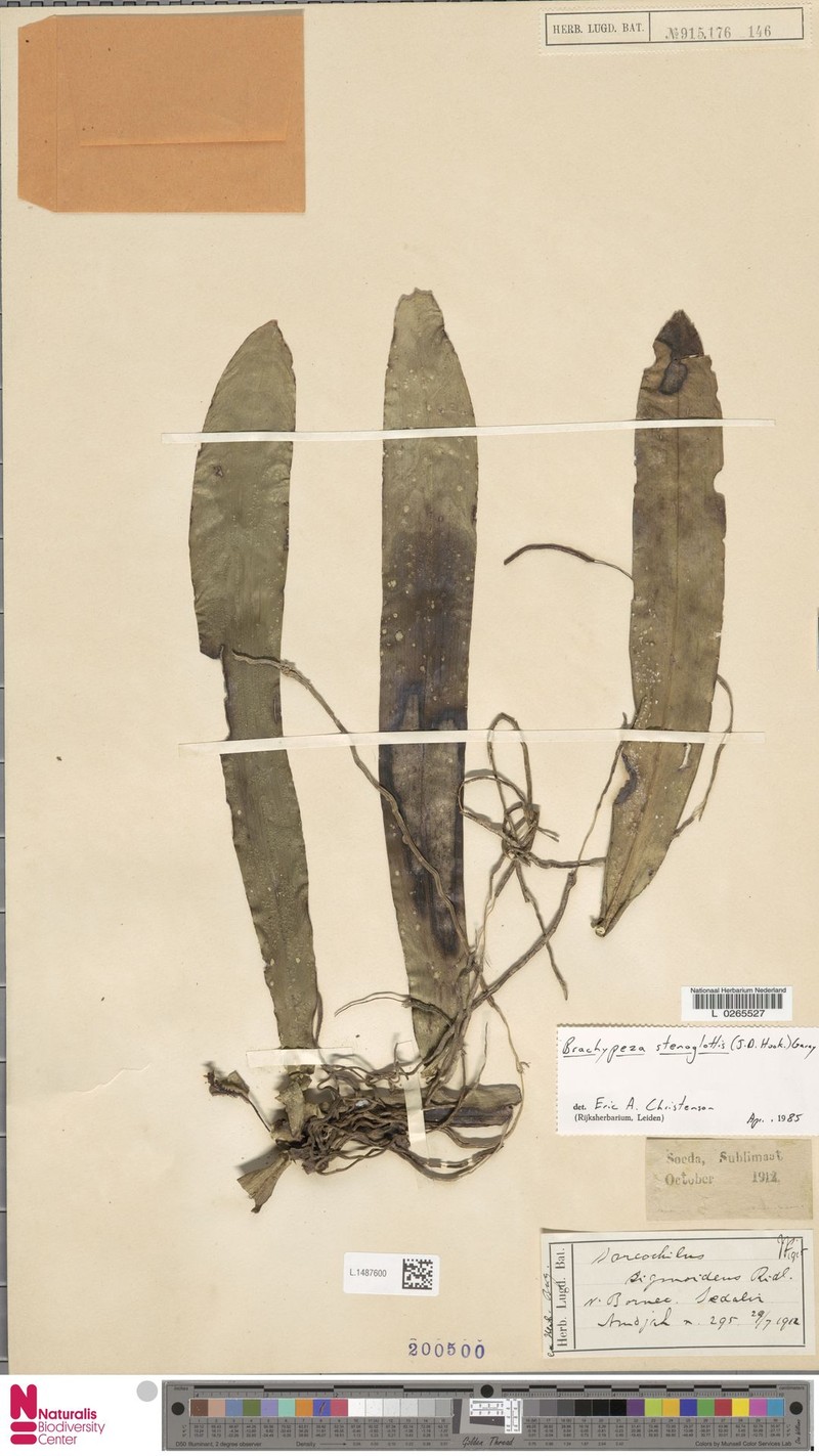 Brachypeza stenoglottis photo 2