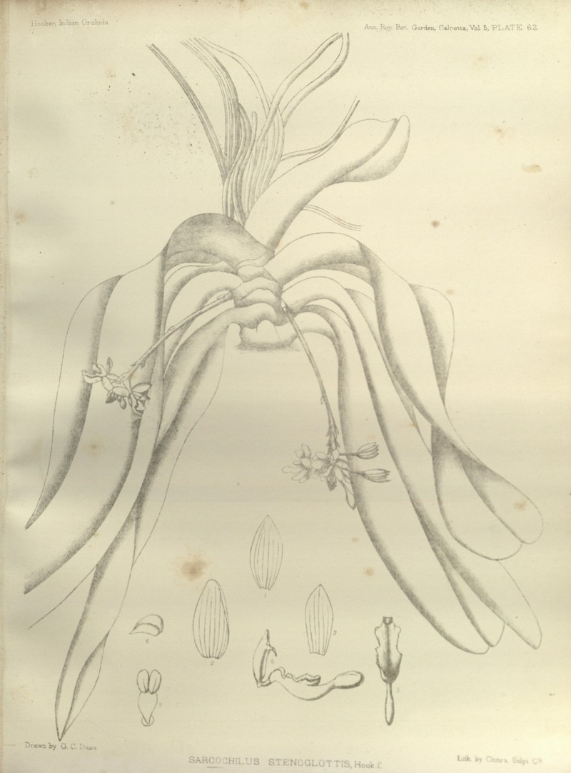 Brachypeza stenoglottis