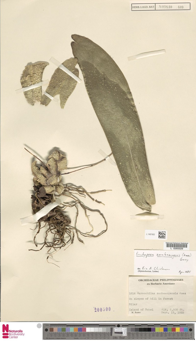Brachypeza zamboangensis
