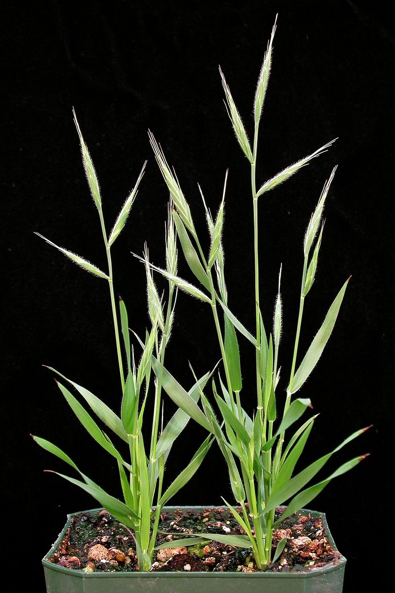 Purple False Brome