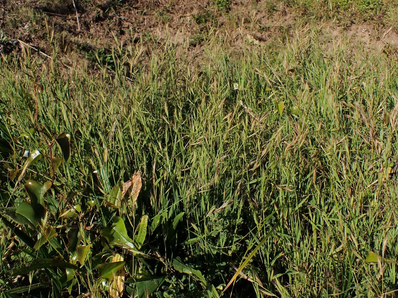 Purple False Brome photo 2