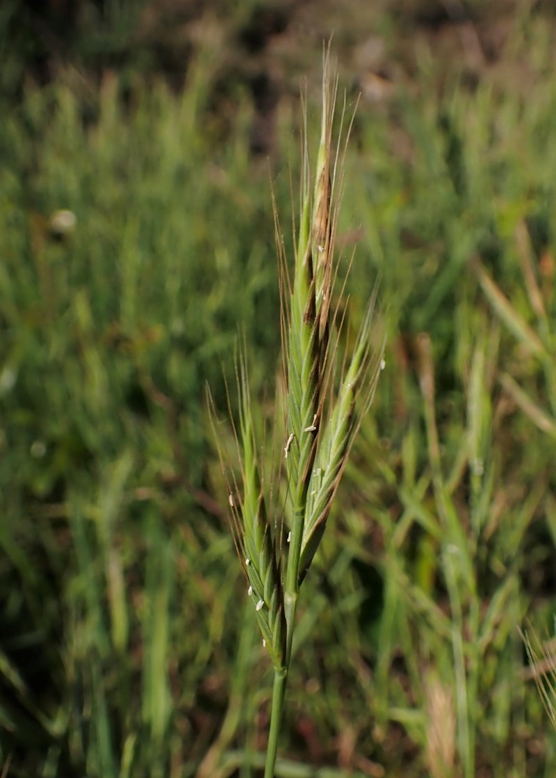 Purple False Brome photo 3