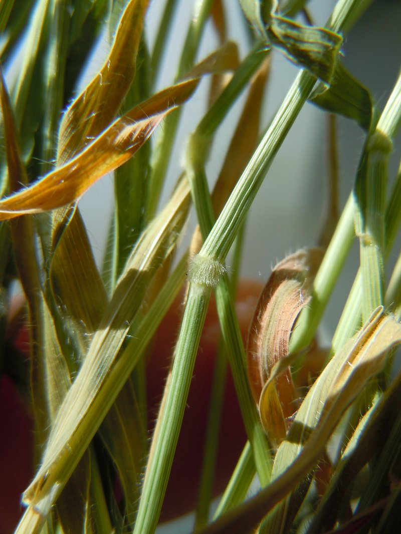 Purple False Brome photo 4