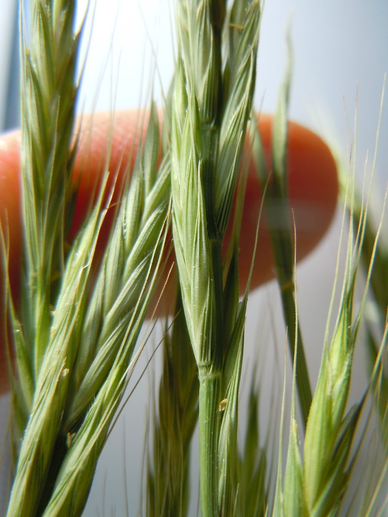 Purple False Brome photo 5