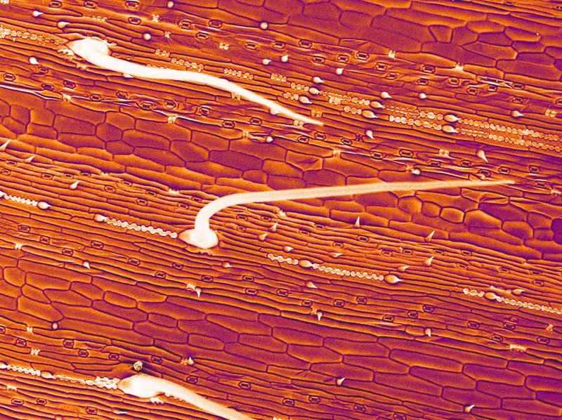 Purple False Brome photo 6