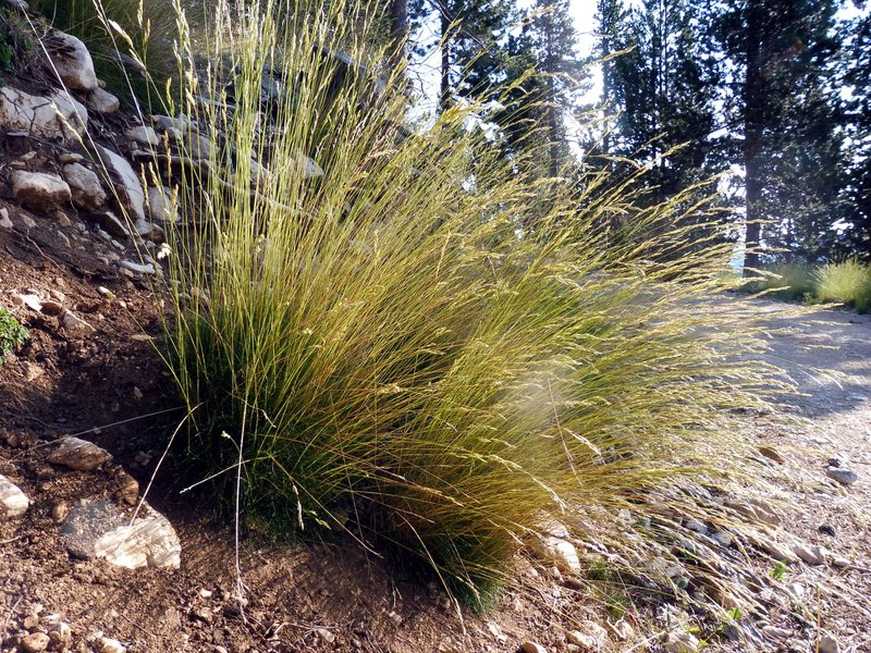 Thinleaf False Brome photo 2