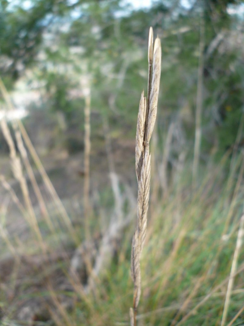 Thinleaf False Brome photo 3