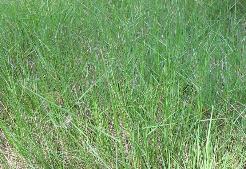 Thinleaf False Brome