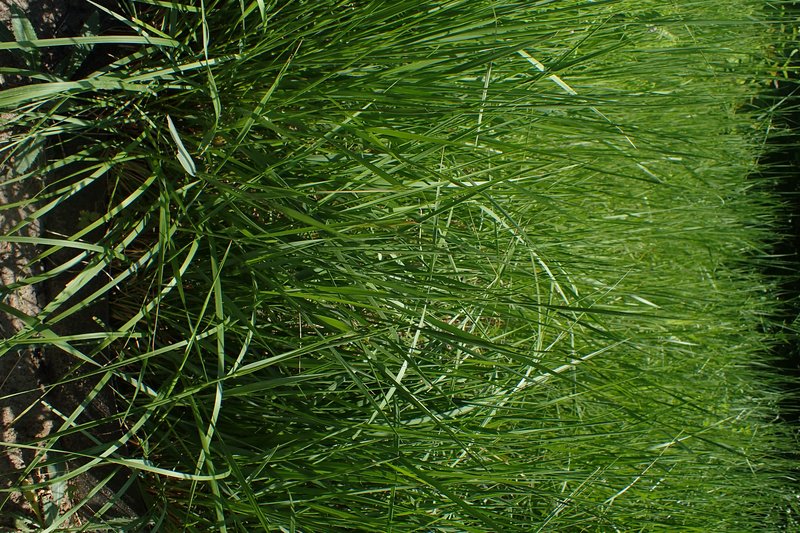 Thinleaf False Brome photo 4
