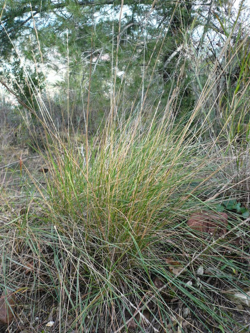Thinleaf False Brome photo 5