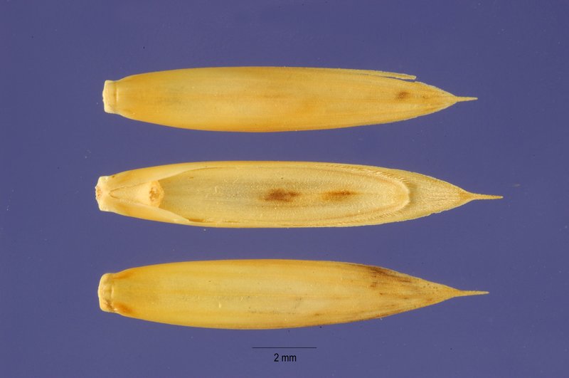 Thinleaf False Brome photo 6