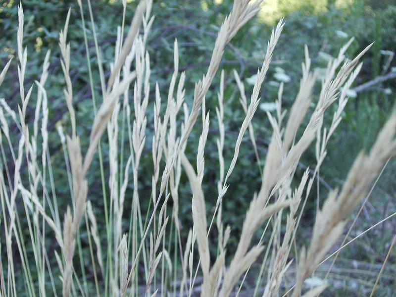 Thinleaf False Brome photo 7