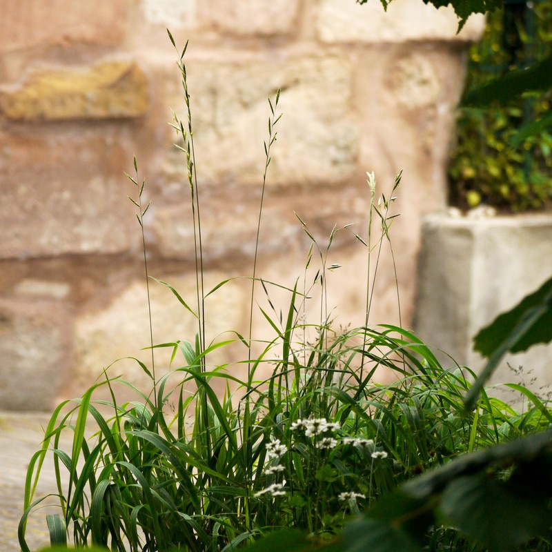 Heath False Brome photo 4