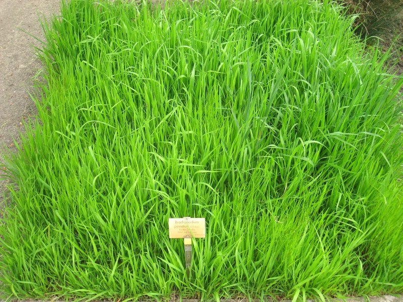 Heath False Brome photo 5