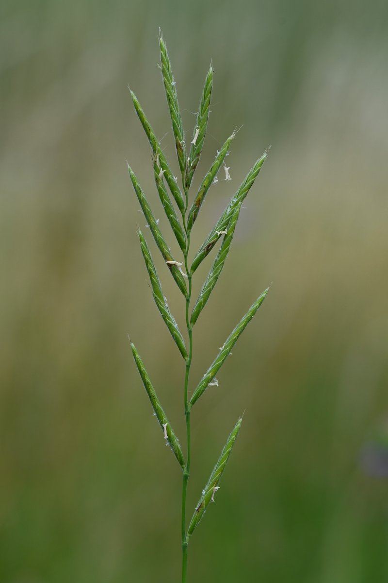 Heath False Brome photo 6