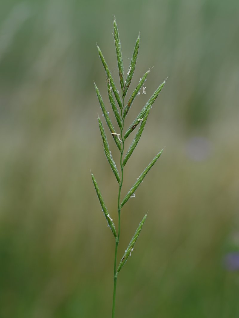 Heath False Brome photo 7
