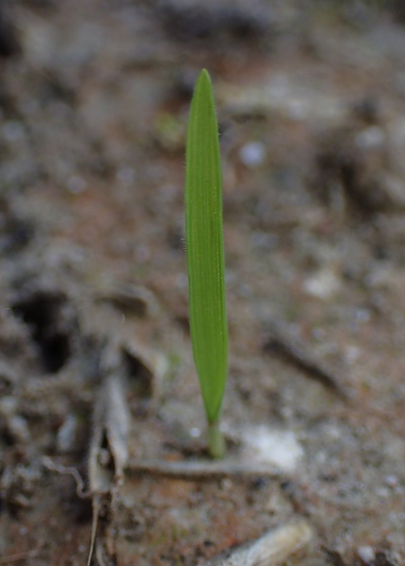 Heath False Brome photo 8