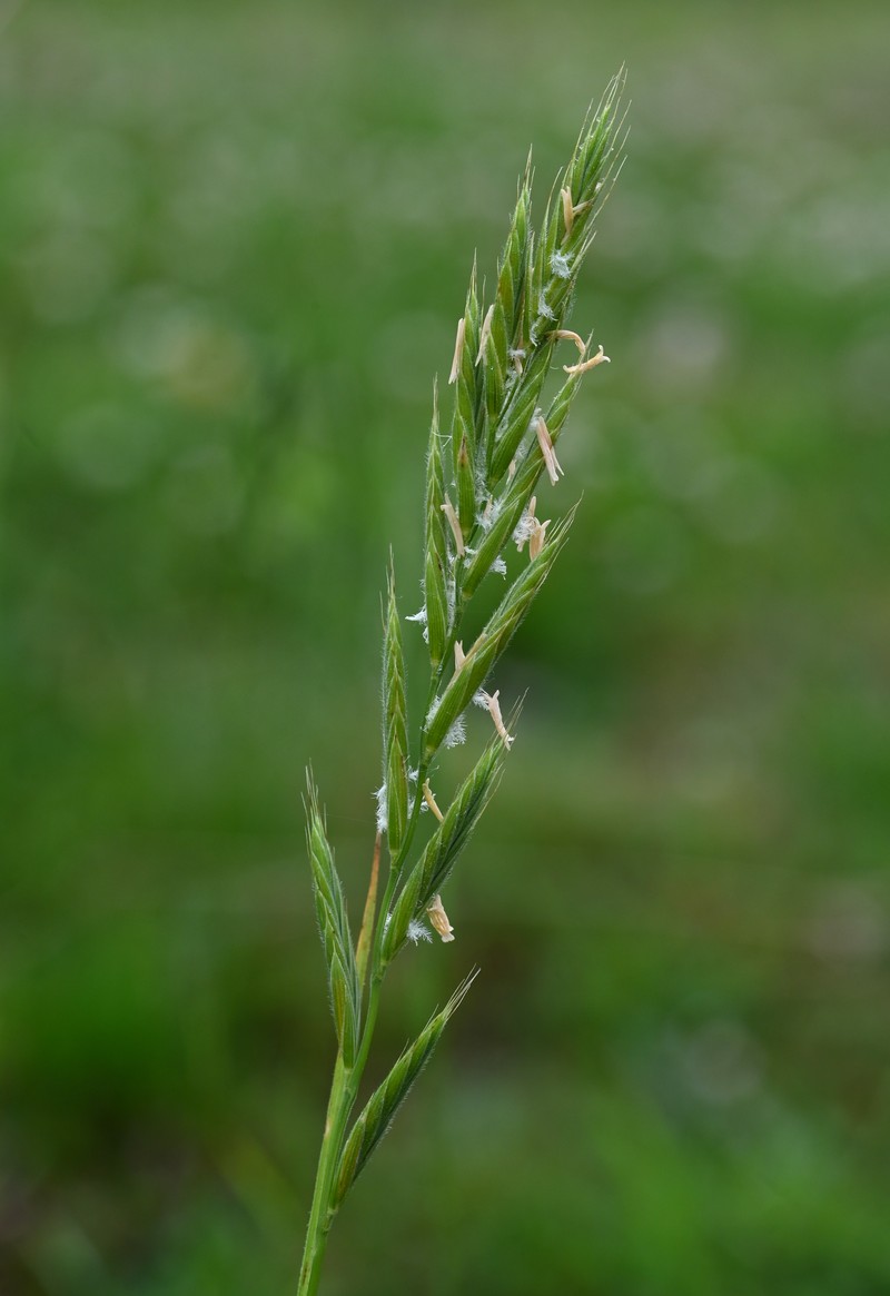 Heath False Brome photo 2