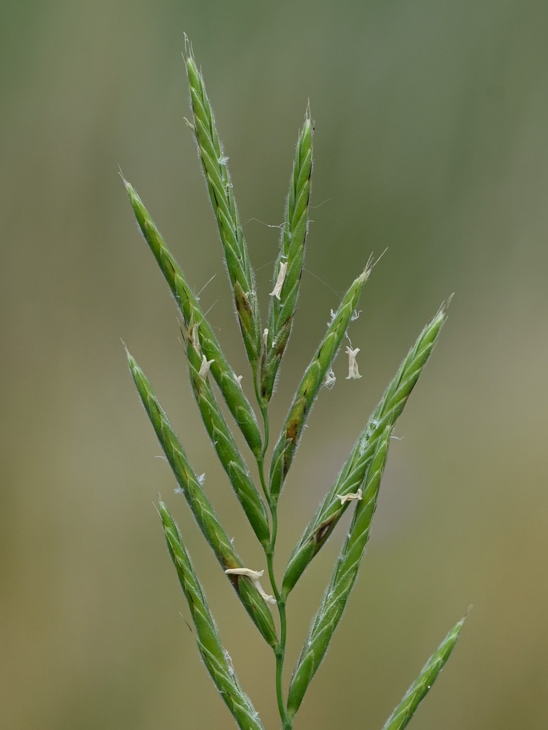 Heath False Brome photo 3
