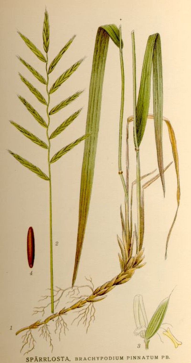 Heath False Brome