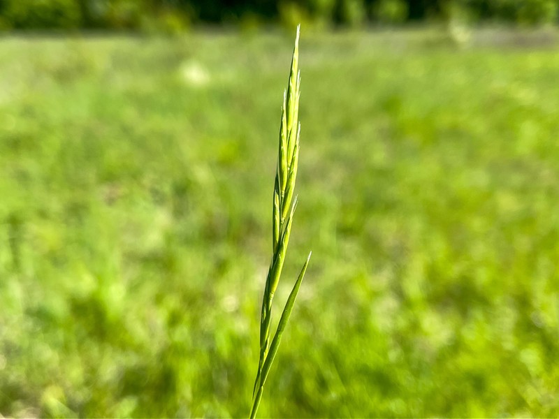 Brachypodium rupestre subsp. rupestre