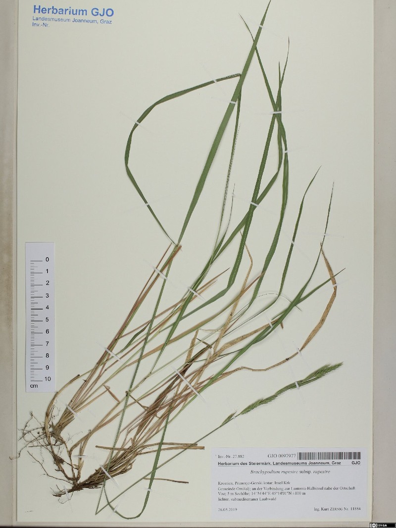 Brachypodium rupestre subsp. rupestre photo 2