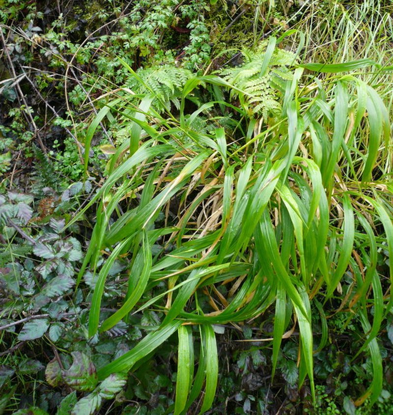 Slender False Brome