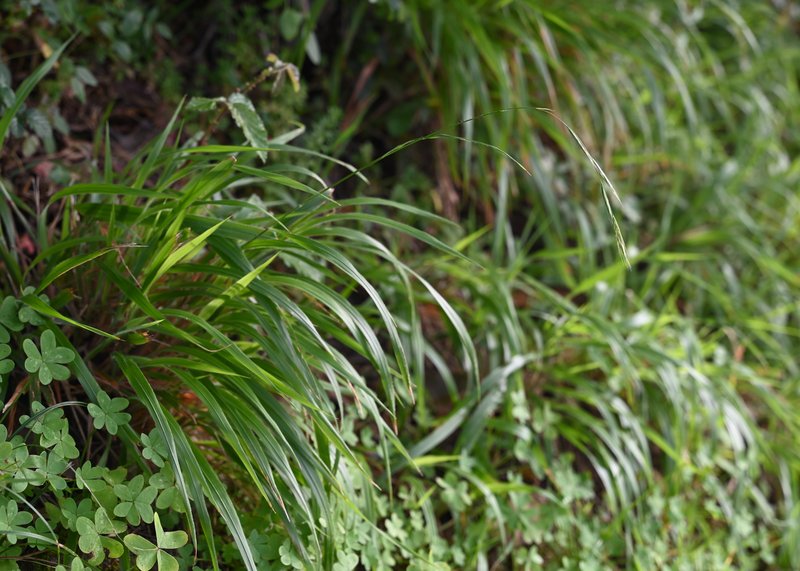 Slender False Brome photo 2