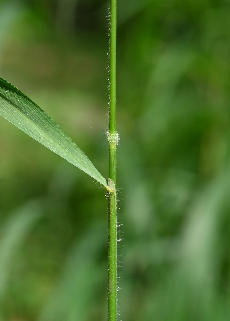 Slender False Brome photo 3