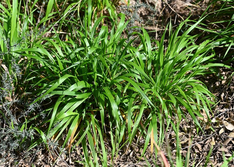 Slender False Brome photo 4