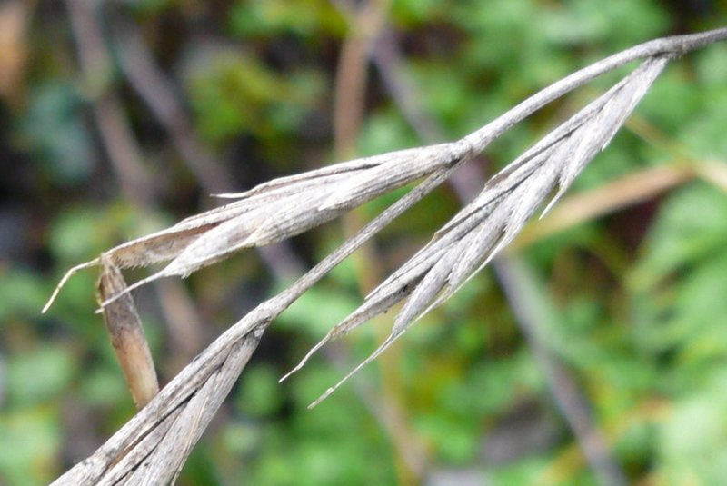 Slender False Brome photo 5