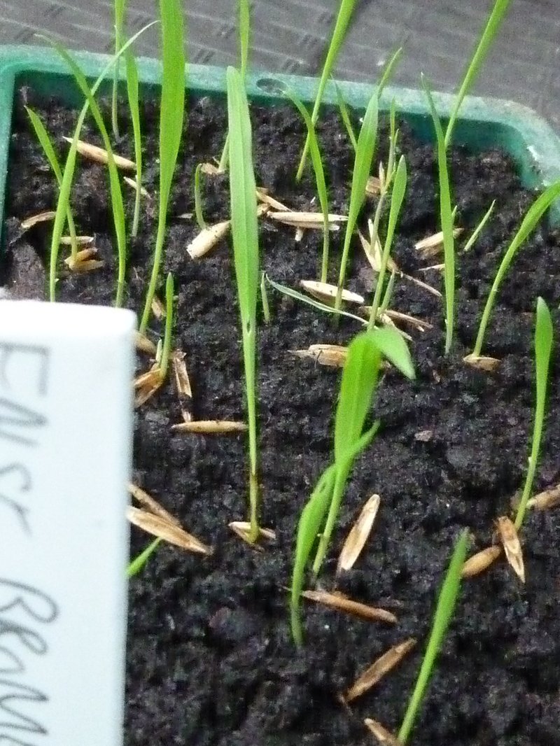 Slender False Brome photo 6