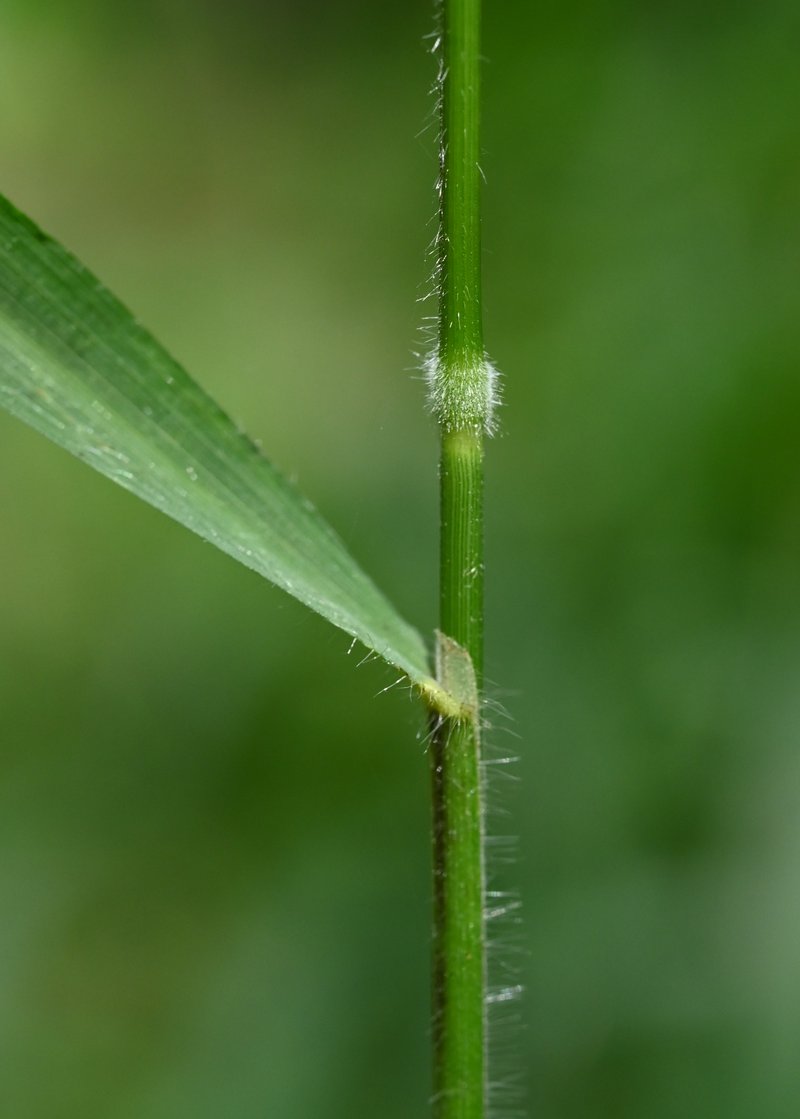 Slender False Brome photo 7