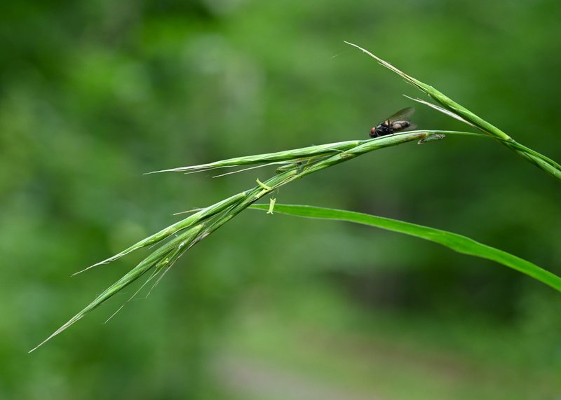 Slender False Brome photo 8