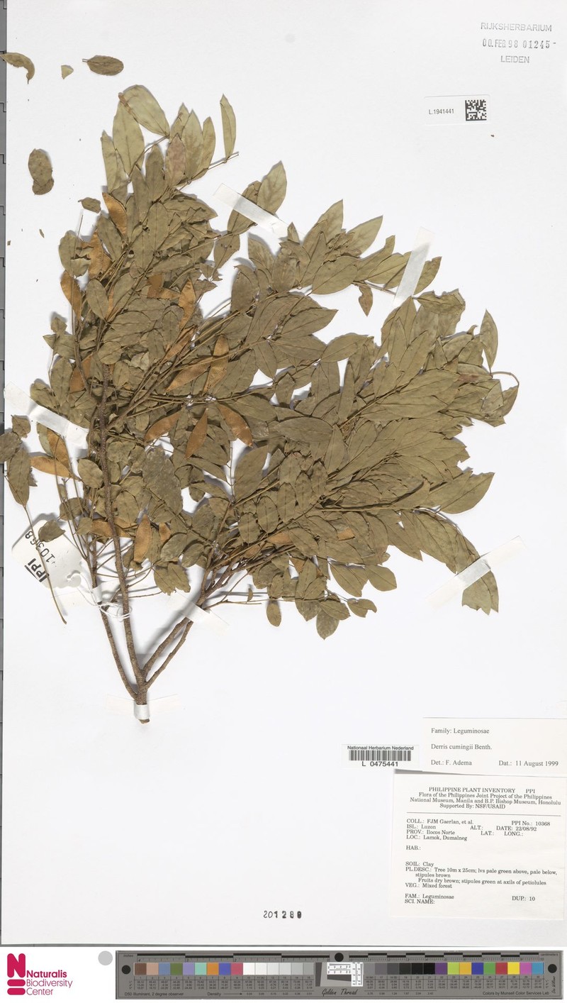 Brachypterum cumingii