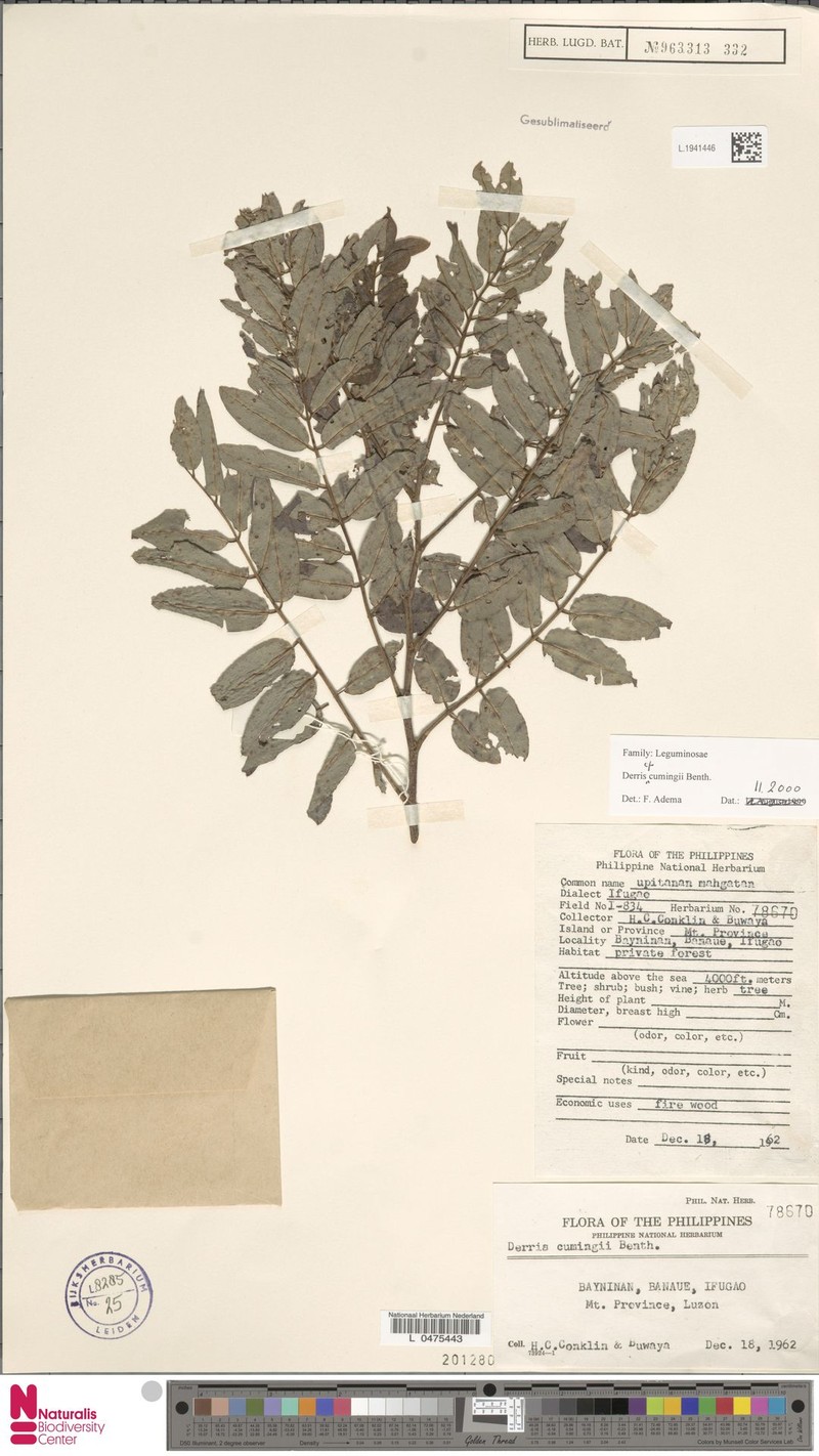 Brachypterum cumingii photo 2