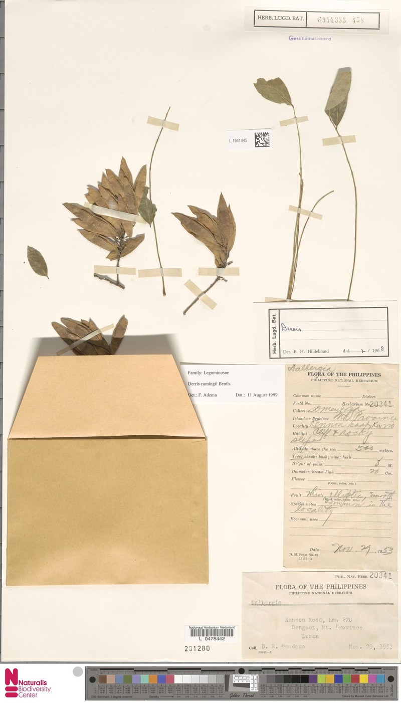 Brachypterum cumingii photo 3