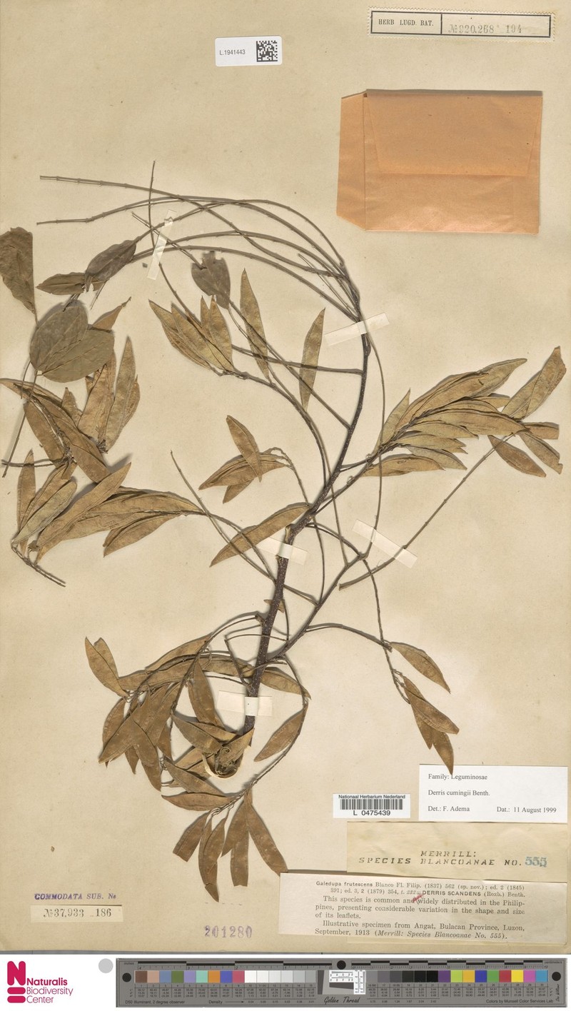 Brachypterum cumingii photo 4