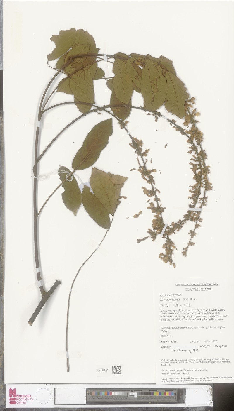 Brachypterum eriocarpum