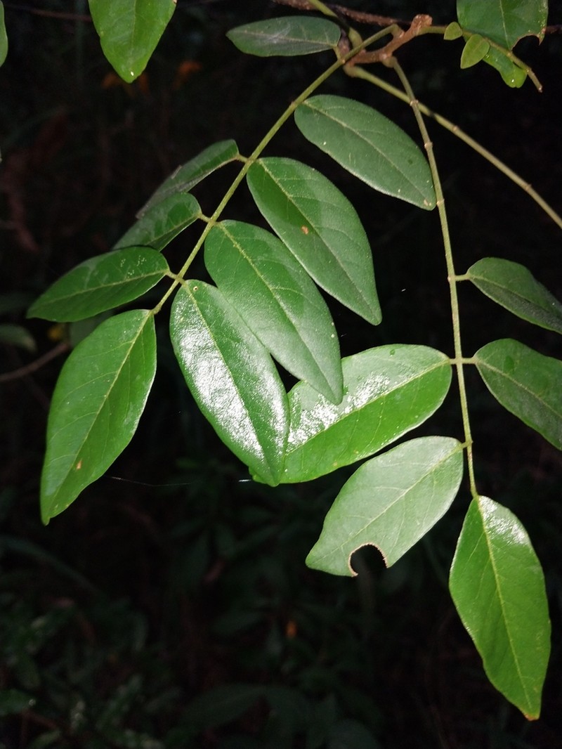 Brachypterum involutum